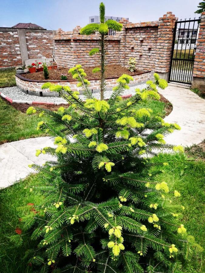 Hotel Casa Alba Năvodari Zewnętrze zdjęcie